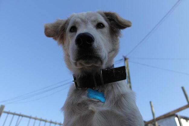 Jak tresować psa z obrożą elektryczną bez stresu dla zwierzęcia?