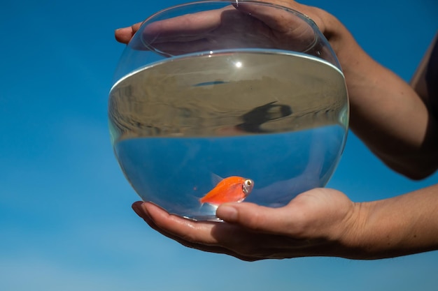 Jak usunąć sinice w akwarium i zadbać o czystą wodę?